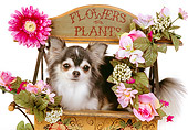 DOG 05 RK0293 07
Long-haired Chihuahua Sitting In Flower Cart White Seamless