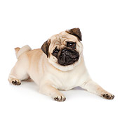 DOG 05 RK0413 01
Pug Laying On White Seamless
