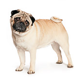 DOG 05 RK0416 01
Pug Standing On White Seamless