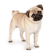DOG 05 RK0418 01
Pug Standing On White Seamless