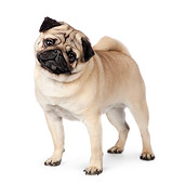 DOG 05 RK0419 01
Pug Standing On White Seamless