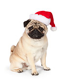 DOG 05 RK0423 01
Pug Sitting On White Seamless Wearing Santa Hat
