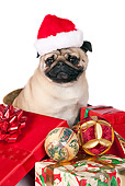 DOG 05 RK0424 01
Pug Sitting In Gift Boxes On White Seamless Wearing Santa Hat