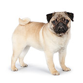DOG 05 RK0426 01
Pug Standing On White Seamless
