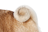 DOG 05 RK0427 01
Close-Up Of Pug Tail On White Seamless