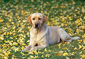 DOG 05 RK0429 01
Yellow Labrador Retriever Laying On Grass And Fallen Leaves