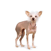 DOG 05 RS0008 02
Chinese Crested Dog With Collar White Background