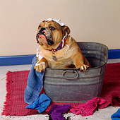 DOG 05 RS0052 02
Bulldog Sitting In Washtub
