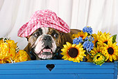 DOG 05 SJ0003 01
Portrait Of English Bulldog Wearing Pink Hat By Sunflowers In Studio