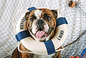 DOG 05 SJ0004 01
Portrait Of English Bulldog Wearing Life Saver Around Neck In Studio