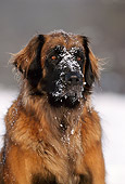 DOG 05 SS0001 01
Shoulder Shot Of Leonberger Sitting In Snow