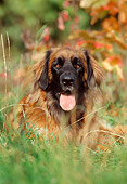 DOG 05 SS0002 01
Leonberger Laying In Grass