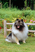 DOG 05 CE0004 01
Keeshond Sitting On Grass By Fence And Flowers