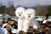 DOG 05 CE0005 01
Two Bichon Frises Standing On Snow-Covered Woodpile