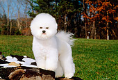 DOG 05 CE0006 01
Bichon Frise Standing On Snow-Covered Woodpile