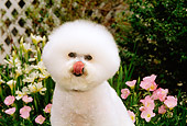 DOG 05 CE0008 01
Shoulder Shot Of Bichon Frise Licking Nose Sitting By Flowers Shrubs House