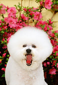 DOG 05 CE0009 01
Shoulder Shot Of Bichon Frise Yawning By Flowering Shrub
