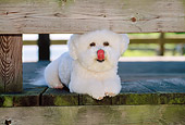 DOG 05 CE0012 01
Bichon Frise Laying On Deck Under Railing Licking Nose