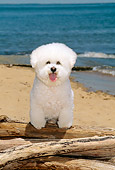 DOG 05 CE0013 01
Bichon Frise Standing On Log On Beach