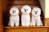 DOG 05 CE0014 01
Three Bichon Frises Sitting On Wooden Stairs