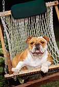 DOG 05 CE0017 01
Bulldog Laying In Hammock On Grass