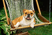 DOG 05 CE0018 01
Bulldog Laying In Hammock On Grass