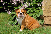 DOG 05 CE0019 01
Bulldog Sitting On Grass By Rock And Flowers