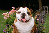 DOG 05 CE0021 01
Head On Shoulder Shot Of Bulldog Sitting On Metal Chair By Flowers