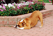 DOG 05 CE0022 01
Bulldog Bowing On Brick Patio By Flowers