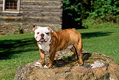 DOG 05 CE0023 01
Bulldog Standing On Rock By Grass Building Trees