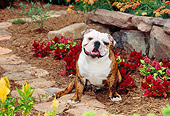 DOG 05 CE0024 01
Bulldog Sitting On Path By Stone Wall And Flowers