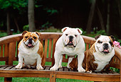 DOG 05 CE0026 01
Three Bulldogs Sitting On Wooden Bench By Grass Trees