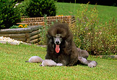 DOG 05 CE0029 01
Standard Poodle Laying On Grass By Brick Planter With Shrubs