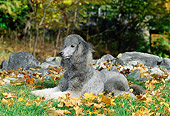 DOG 05 CE0030 01
Standard Poodle Laying On Grass By Rocks Autumn Leaves