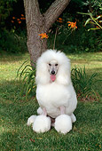DOG 05 CE0031 01
Standard Poodle Sitting On Grass By Tree Flowers