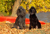DOG 05 CE0033 01
Two Standard Poodles Sitting On Autumn Leaves By Tree And Red Canoe