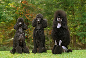 DOG 05 CE0034 01
Three Standard Poodles Sitting On Grass By Trees