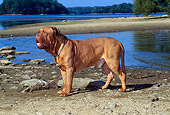 DOG 05 CE0035 01
Dogue de Bordeaux Standing On Lakeshore By Rocks