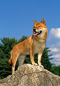 DOG 05 CE0036 01
Shiba Inu Standing On Rock With Blue Sky