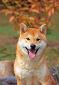 DOG 05 CE0037 01
Shoulder Shot Of Shiba Inu By Autumn Leaves