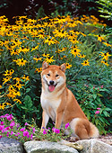 DOG 05 CE0038 01
Shiba Inu Sitting In Garden By Yellow Flower Shrub