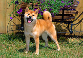 DOG 05 CE0039 01
Shiba Inu Standing On Grass By Fence And Flower-Covered Cart