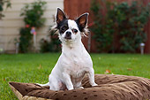 DOG 05 CW0001 01
Portrait Shot Of Chihuahua Longhair White And Black Spots Sitting On Pillow