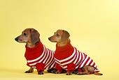 DOG 05 DC0020 01
Two Dachshunds Wearing Sweaters Yellow Background