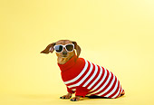 DOG 05 DC0021 01
Humorous Shot Of Dachshund  Wearing Sweater And Sunglasses Yellow Background