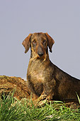 DOG 05 DC0033 01
Portrait Shot Of Wire Dachshund Sitting On Grass