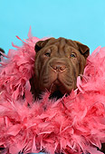 DOG 05 DC0037 01
Portrait Head Shot Of Shar Pei With Feather Boa