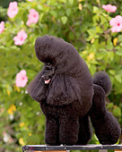 DOG 05 DC0045 01
Portrait Of Black Miniature Poodle