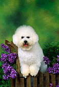 DOG 05 FA0005 01
Bichon Frise Standing On Wooden Cart By Purple Flowers