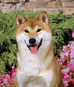 DOG 05 FA0006 01
Head Shot Of Shiba Inu Sitting By Pink Flowers